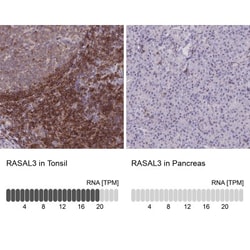 RASAL3 Antibody, Novus Biologicals 25 &mu;L, Unlabeled:Antibodies, Polyclonal